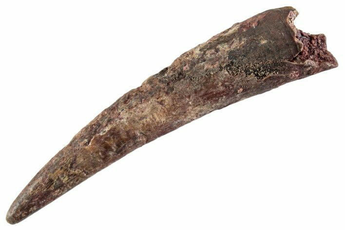 Fossil Pterosaur (Siroccopteryx) Tooth - Morocco #360004